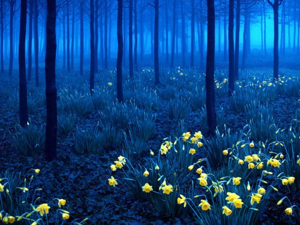 Black Forest – Germany