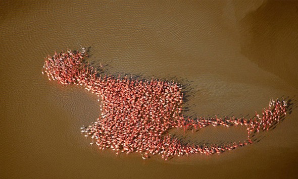 Flamingos-shape-a-flamingo-resizecrop--