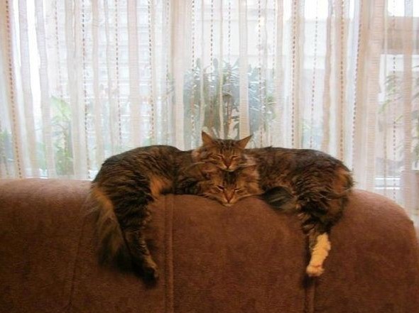 It-is-just-two-sleeping-cats-resizecrop--