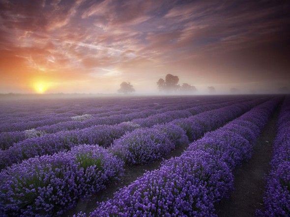 Lavender Fields – France