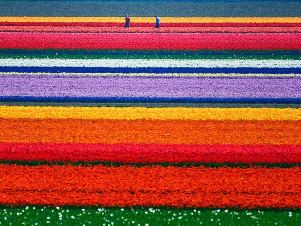 Tulip Fields – Netherlands