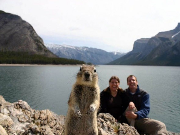 squirrel-photobomb-resizecrop--