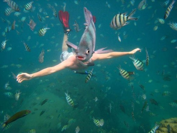 underwater-fish-photobomb-resizecrop--