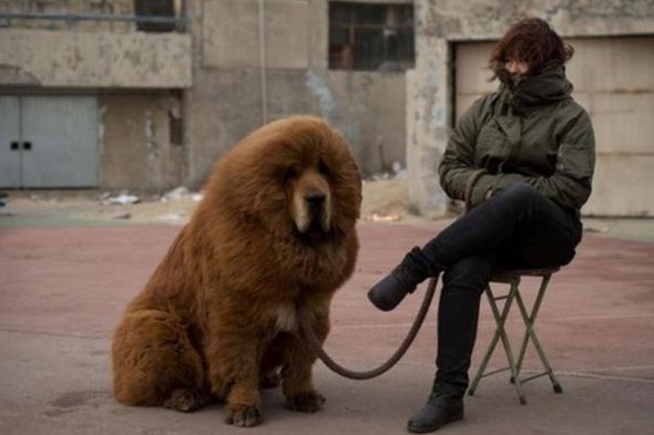 the_priciest_dog_in_the_world_640_07