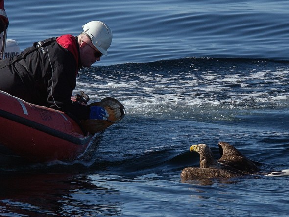 drowning_eagle_saved_03