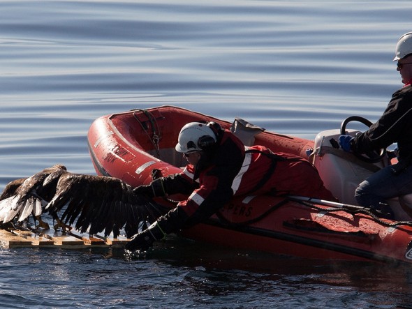 drowning_eagle_saved_04