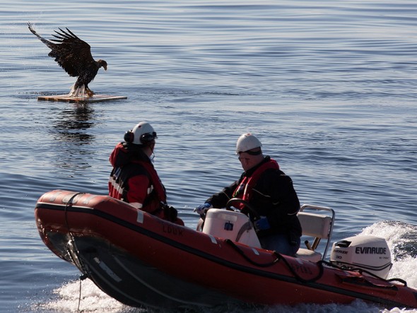 drowning_eagle_saved_05