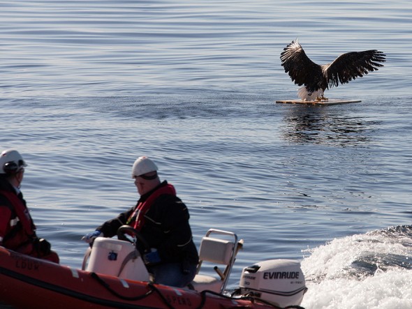 drowning_eagle_saved_06