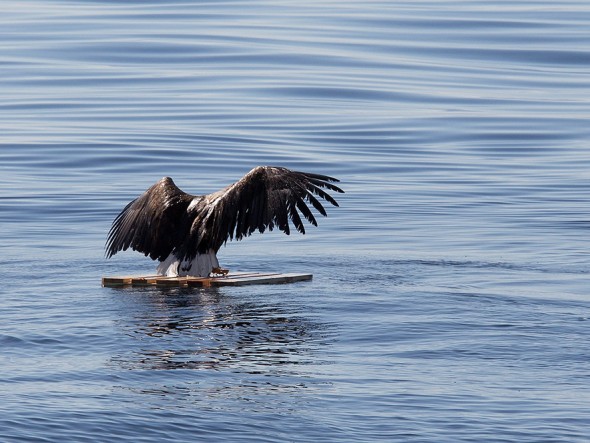 drowning_eagle_saved_07
