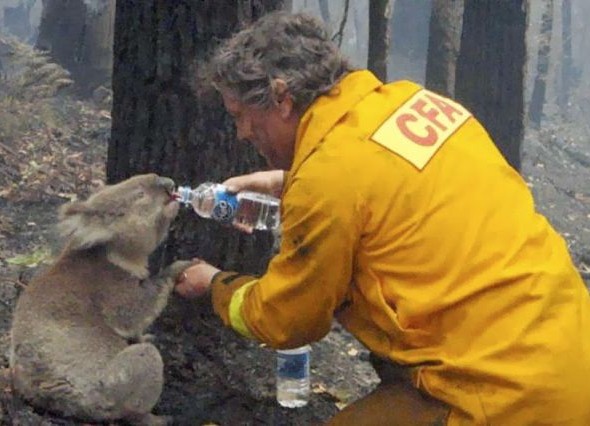 human_beings_doing_extraordinary_things_5Dh4B_640_25 koala