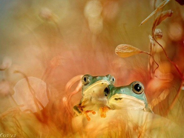 macro-frogs-wil-mijer-13