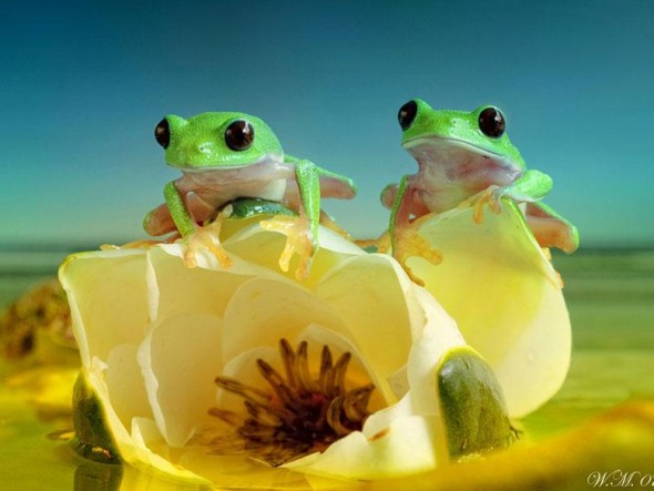macro-frogs-wil-mijer-15