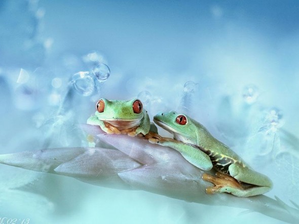 macro-frogs-wil-mijer-7