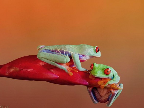 macro-frogs-wil-mijer-8