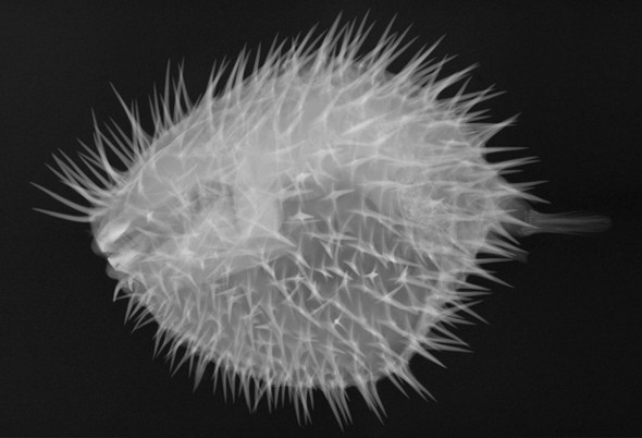 pufferfish