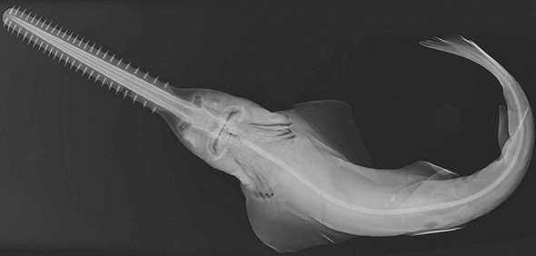sword fish