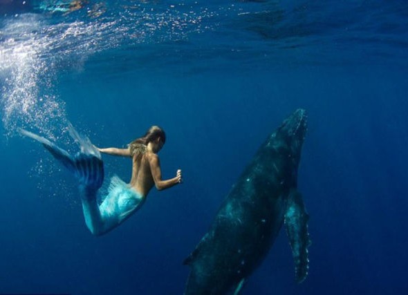 whales