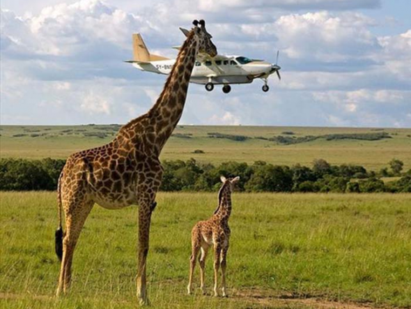 Najviše od svega,žirafe vole da jedu avione..