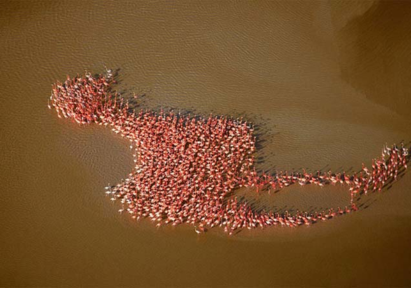 Kad malo bliže pogledate,to i jeste flamingos