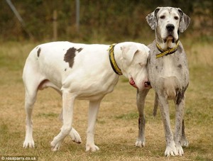 doga
