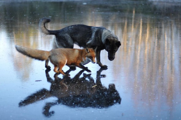 #1 Tinni The Dog And Sniffer The Wild Fox1