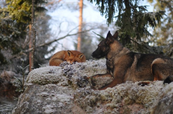 #1 Tinni The Dog And Sniffer The Wild Fox2