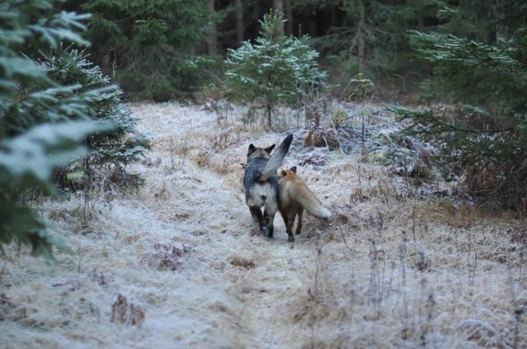 #1 Tinni The Dog And Sniffer The Wild Fox3