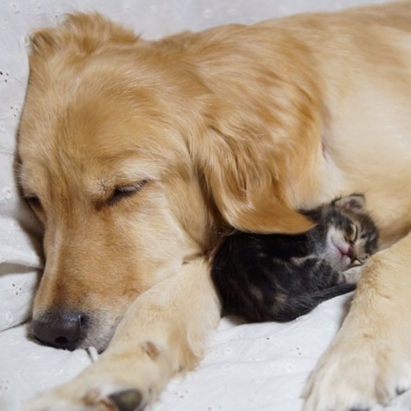 #10 Golden Retriever And An Abandoned Kitty