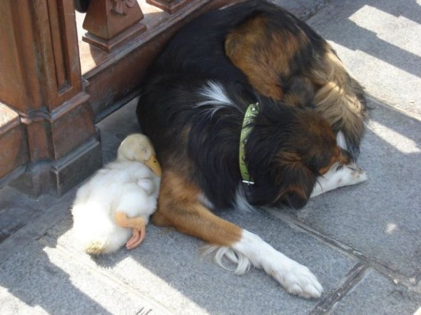 #12 Duck And A Dog