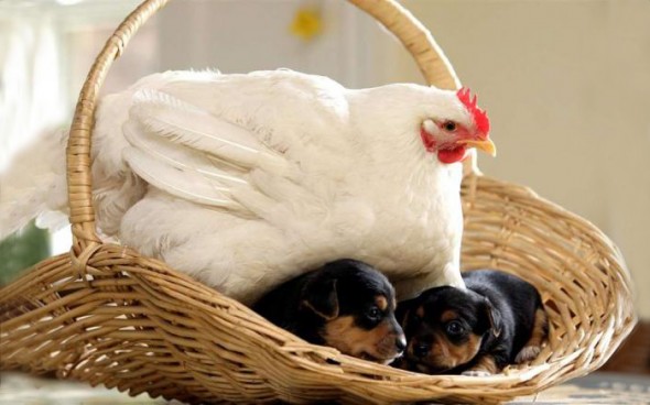 #13 Mabel The Chicken And The Puppies