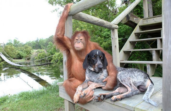 #14 Suryia the Orangutan and Roscoe the Blue Tick Hound