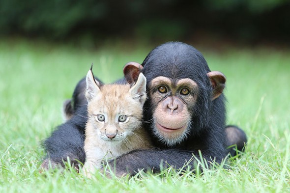 #16 Baby Chimp And Lynx