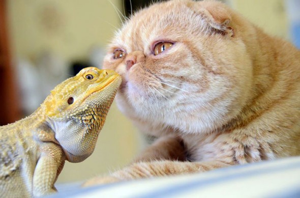 #19 Iguana And Cat