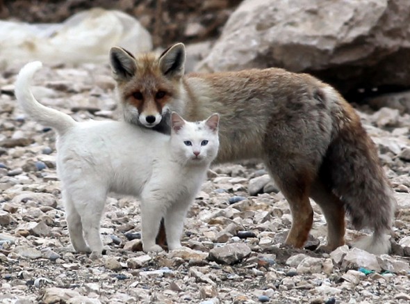 #2 Cat And A Fox