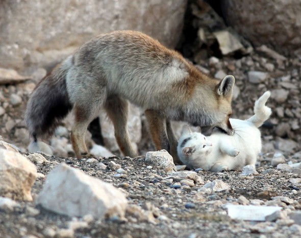 #2 Cat And A Fox1
