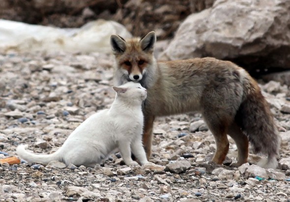 #2 Cat And A Fox2