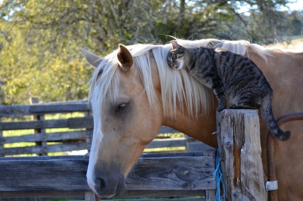 #21 Horse And Cat