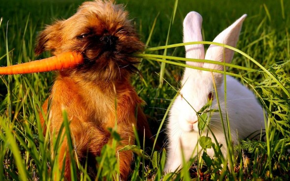 #22 Puppy And Rabbit