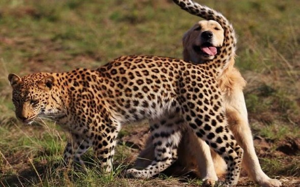 #24 Leopard And Dog