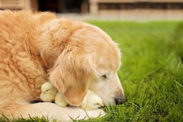 #25 Golden Retriever Champ And Chickens