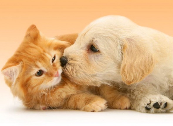 #27 Kitten And Puppy