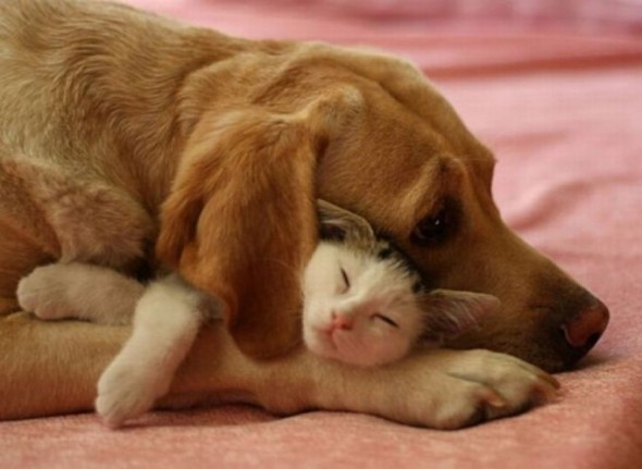 #28 Dog And Cat