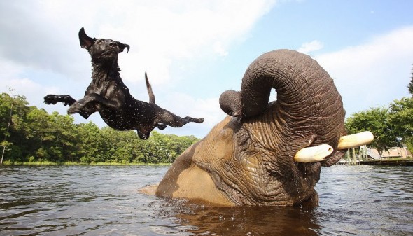 #3 Bubbles The African Elephant And Bella The Black Labrador1