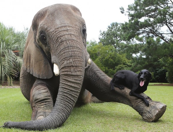 #3 Bubbles The African Elephant And Bella The Black Labrador2