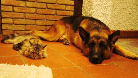 #30 Shepherd Dog And Cat
