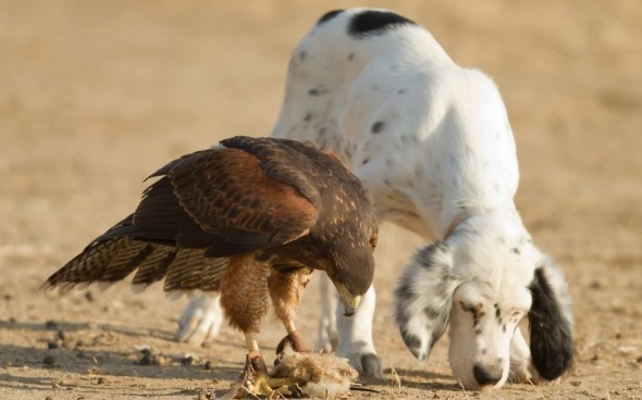 #31 Hawk And Dog