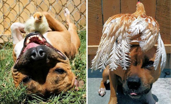 #32 Best Friends Pit Bull And A Chicken