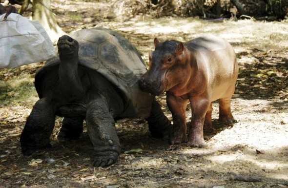 #33 Tortoise And Baby Hippo