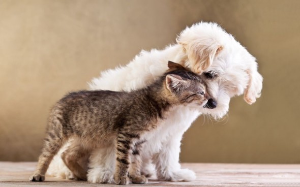 #34 Kitty And Puppy