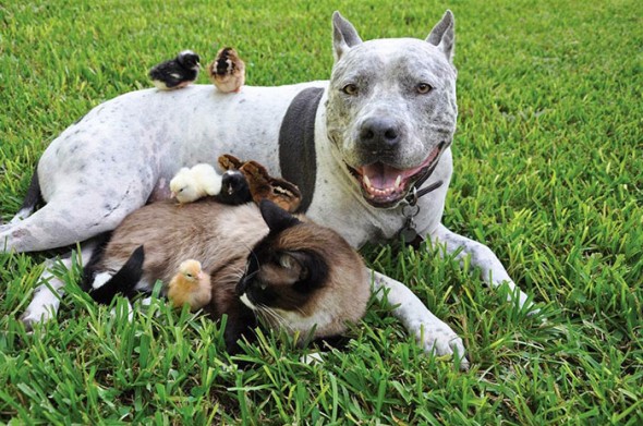 #36 Pitbull, Cat And Chickens